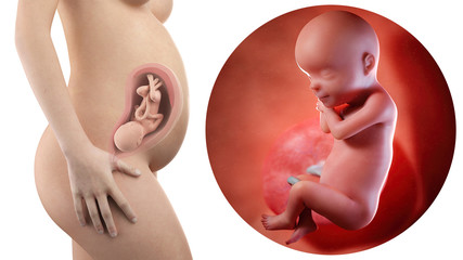 Pregnancy: Fetal Development slideshow: