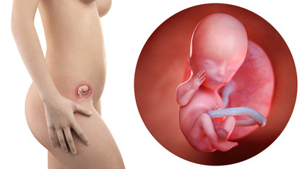 Pregnancy: Fetal Development slideshow: