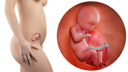 Pregnancy: Fetal Development slideshow: