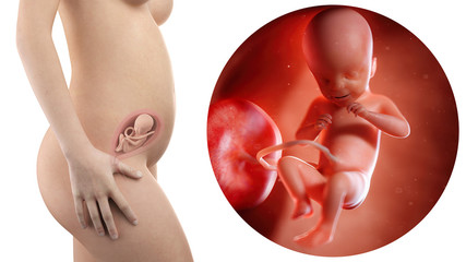 Pregnancy: Fetal Development slideshow: