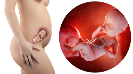 Pregnancy: Fetal Development slideshow: